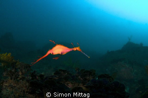 Weedy Seadragon by Simon Mittag 
